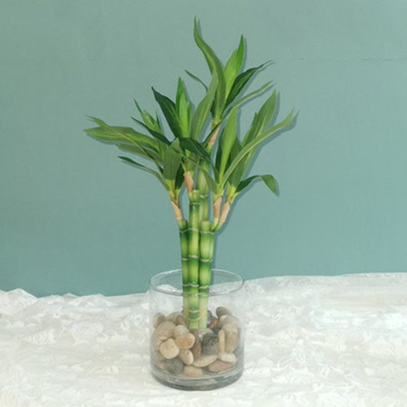 Aquarium Plant Display - Новый искусственный суккулент 