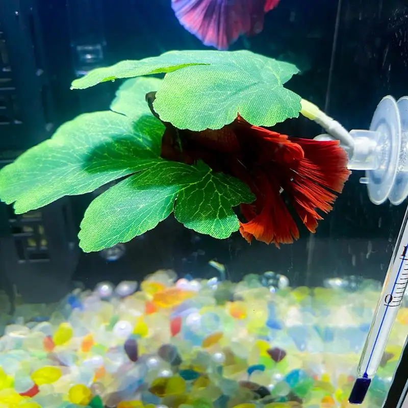 Planted Aquarium For Betta - Гамак из листьев рыбы Betta, декоративная