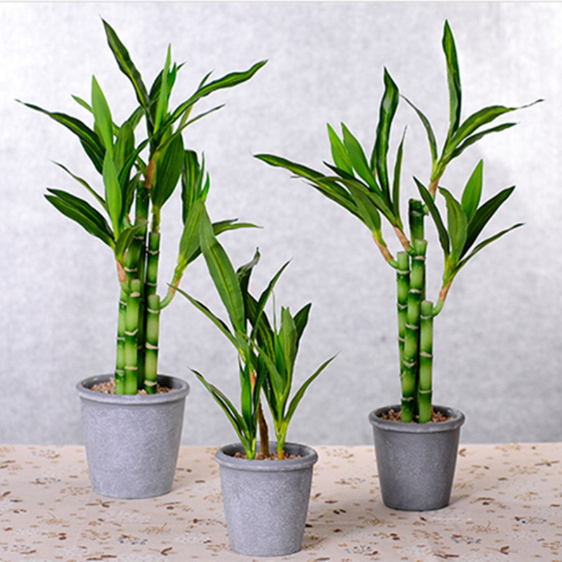 Новый искусственный суккулент  – обзор и цена Aquarium Plant Display