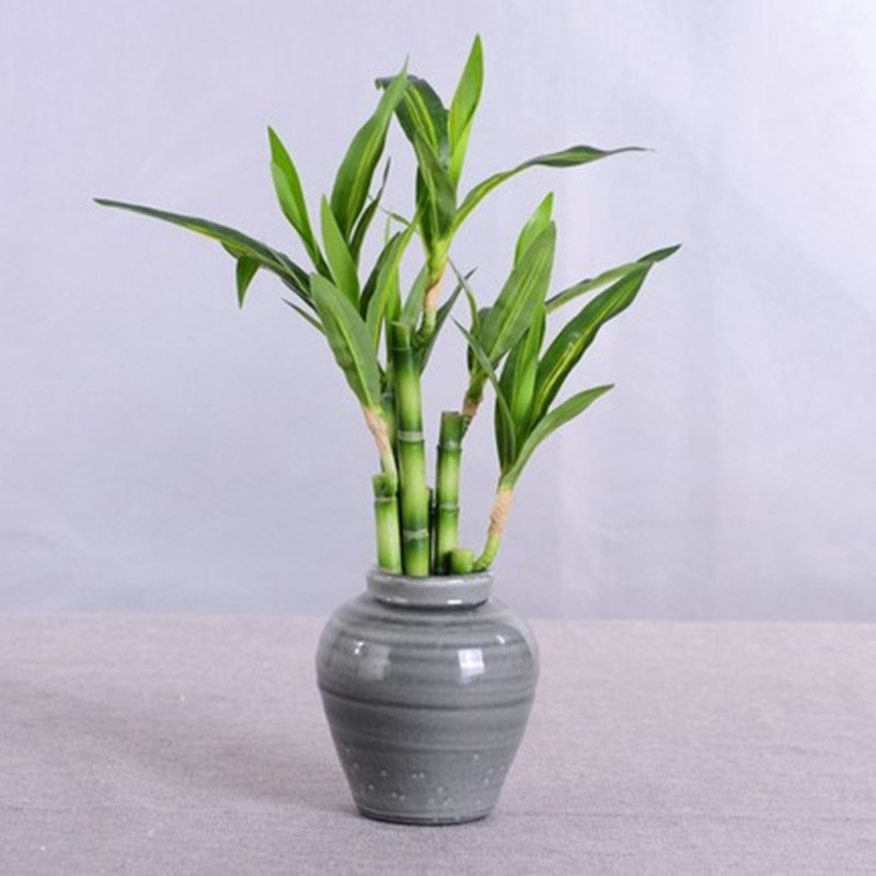 Новый искусственный суккулент  – обзор и цена Aquarium Plant Display