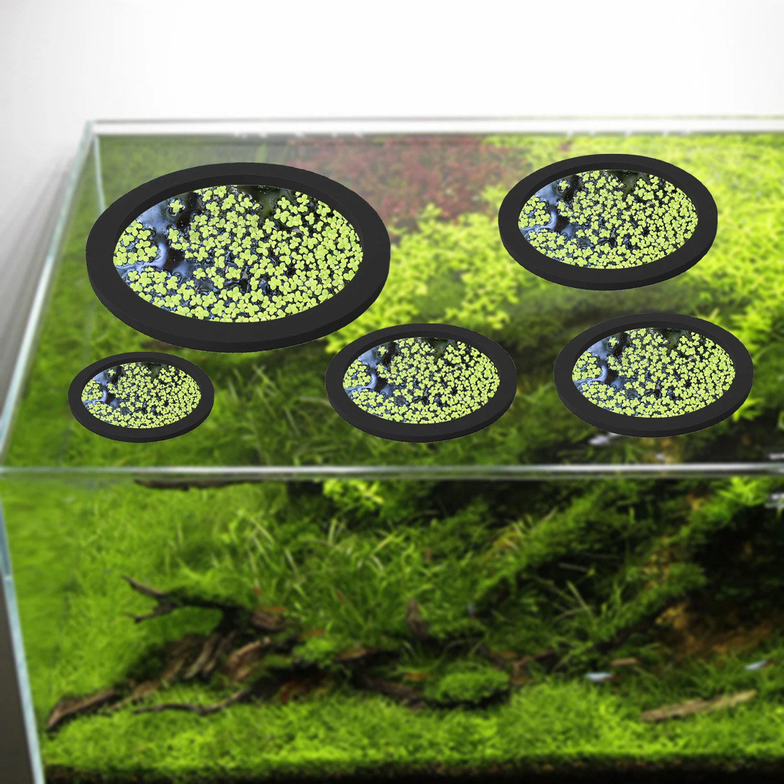 5 шт., кольцо для кормления ры – обзор и цена Aquarium Planted Fish