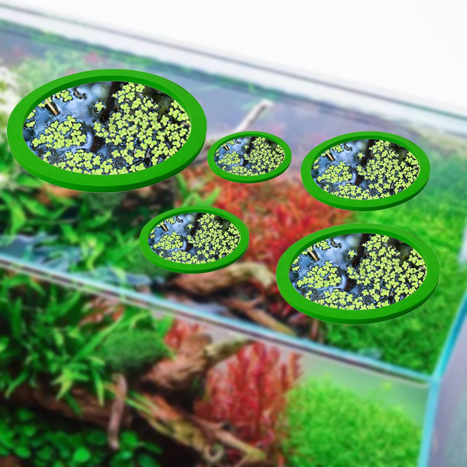 5 шт., кольцо для кормления ры – обзор и цена Aquarium Planted Fish