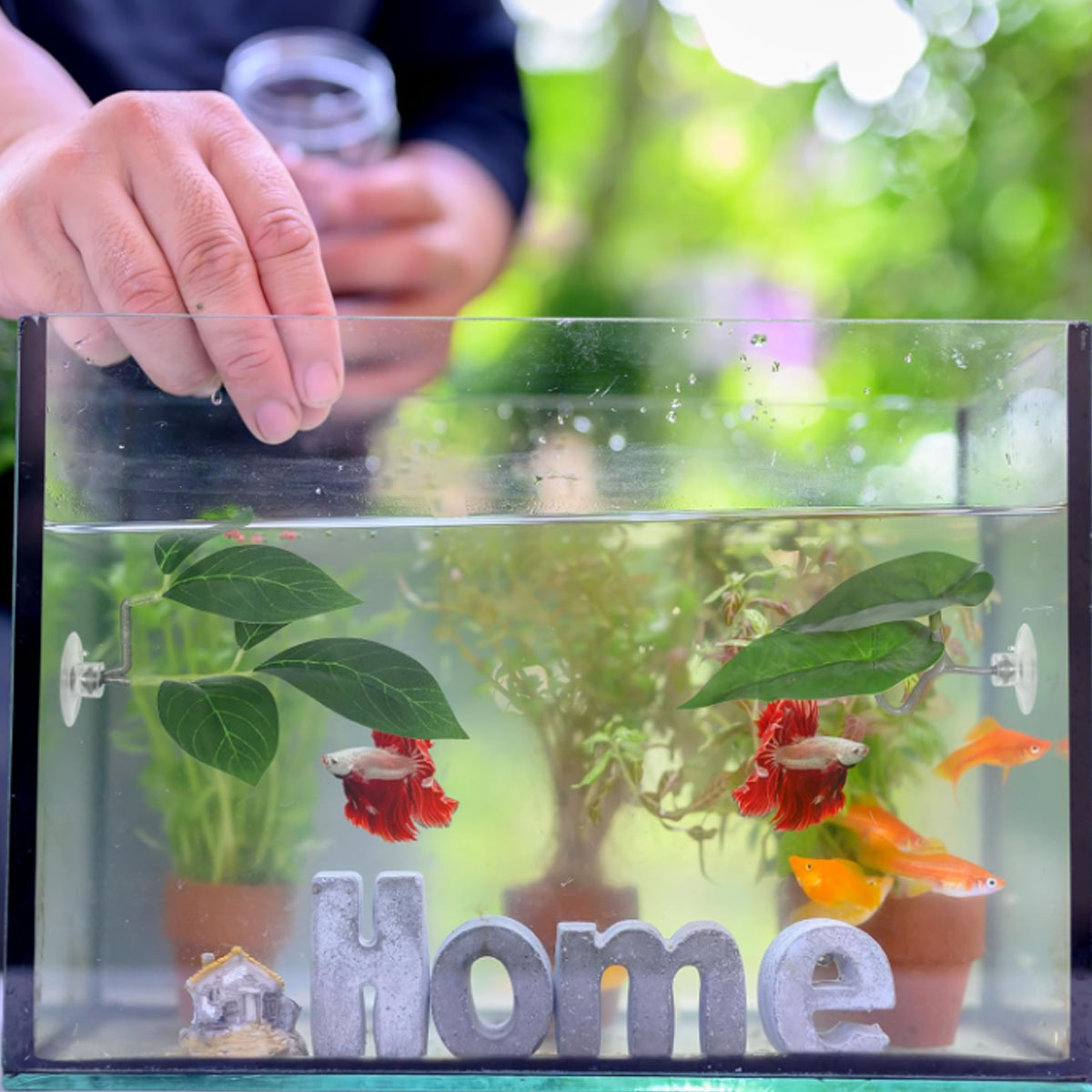 1 шт. Гамак для рыбок Бетта, м – обзор и цена Planted Aquarium Betta