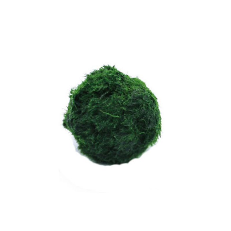 Шарики из мха Marimo, живое ак – обзор и цена Aquarium Plant Live