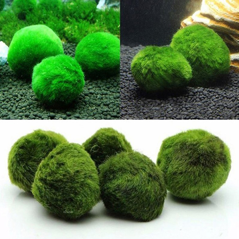 Шарики из мха Marimo, живое ак – обзор и цена Aquarium Plant Live