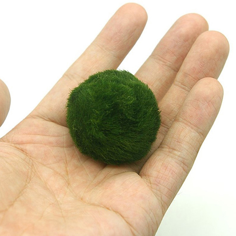 Шарики из мха Marimo, живое ак – обзор и цена Aquarium Plant Live