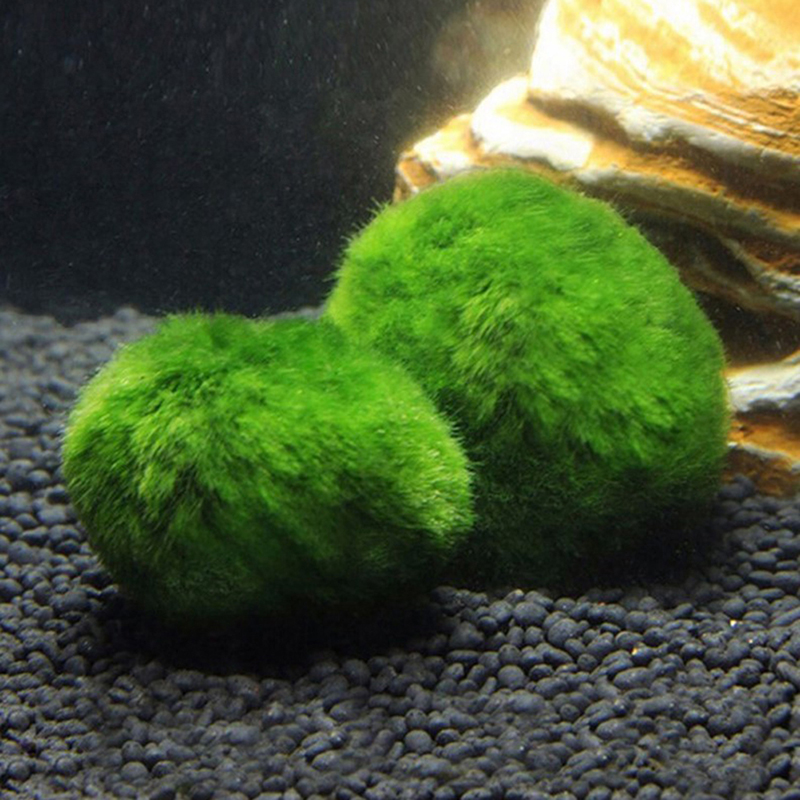 Шарики из мха Marimo, живое ак – обзор и цена Aquarium Plant Live