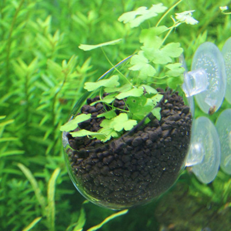 Стеклянная цилиндрическая чашк – обзор и цена Planted Aquarium Moss
