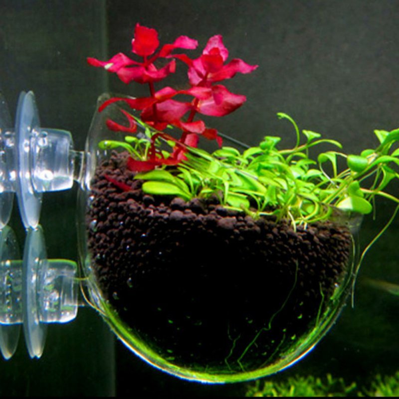 Стеклянная цилиндрическая чашк – обзор и цена Planted Aquarium Moss